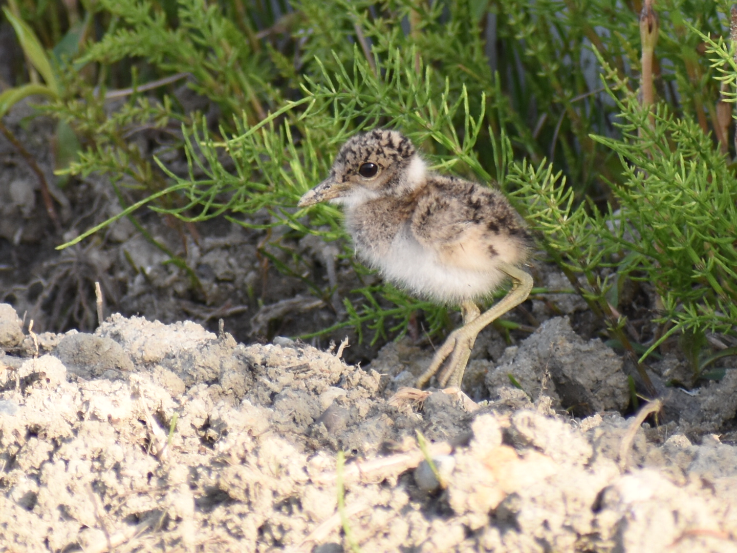 Photo of Grey-headed Lapwing at  by ヨウコ