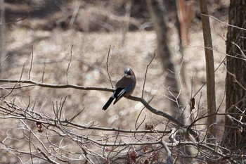 2019年4月16日(火) 八ヶ岳(ペンションあるびおん付近)の野鳥観察記録