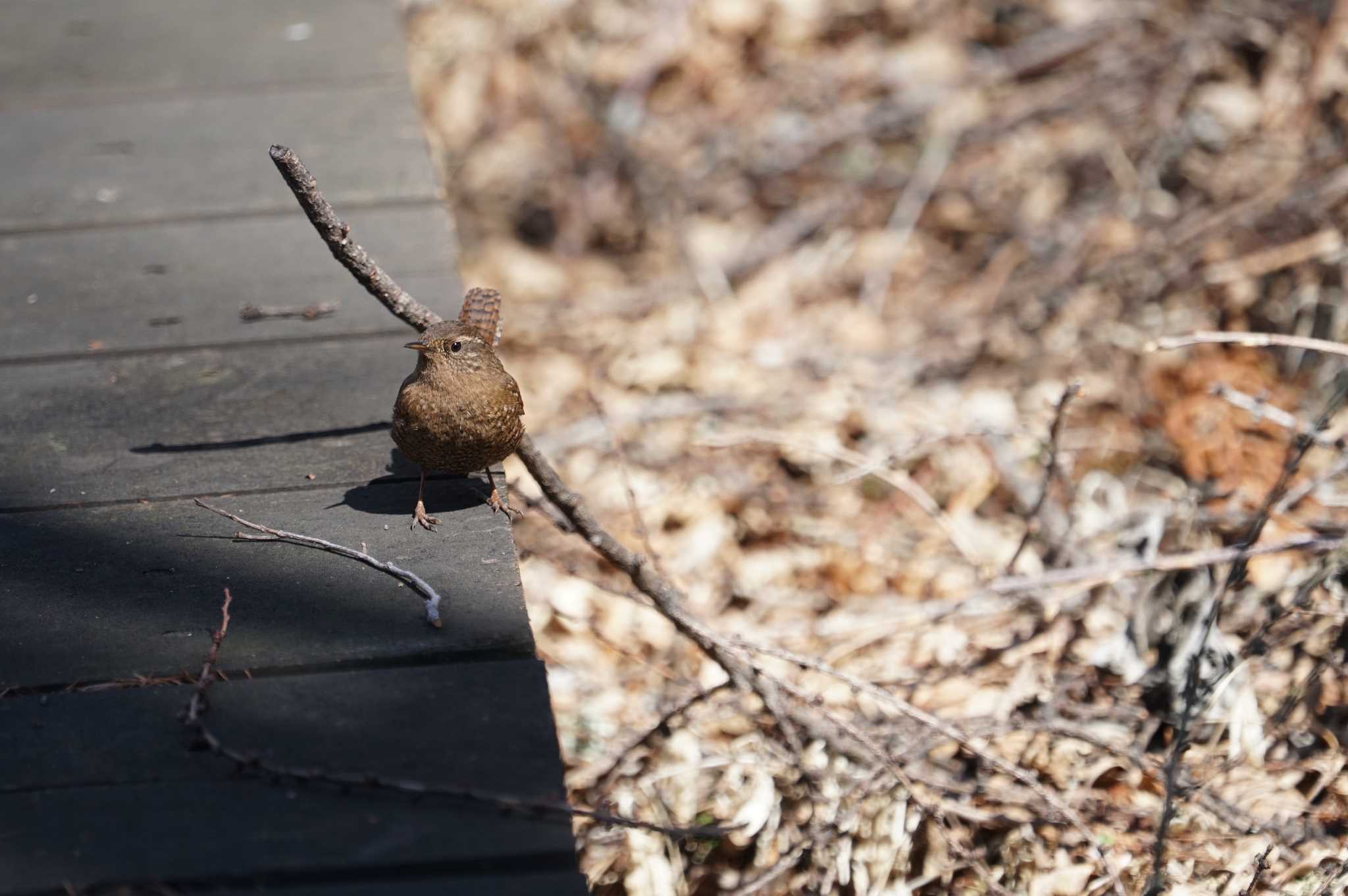 Photo of Eurasian Wren at Mt. Yatsugatake(neaby Pension Albion) by マル