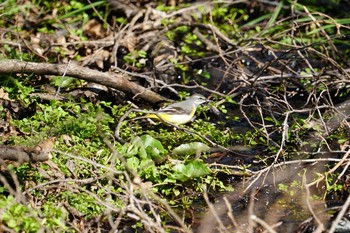 Grey Wagtail Mt. Yatsugatake(neaby Pension Albion) Tue, 4/16/2019