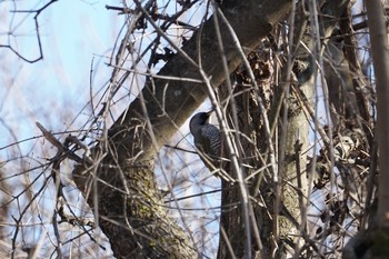 Japanese Green Woodpecker Mt. Yatsugatake(neaby Pension Albion) Tue, 4/16/2019
