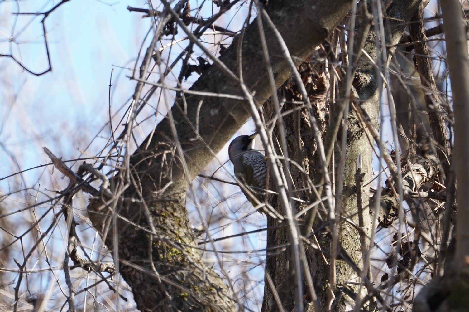 Photo of Japanese Green Woodpecker at Mt. Yatsugatake(neaby Pension Albion) by マル