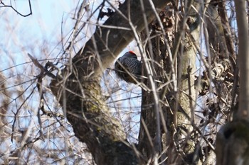 Japanese Green Woodpecker Mt. Yatsugatake(neaby Pension Albion) Tue, 4/16/2019