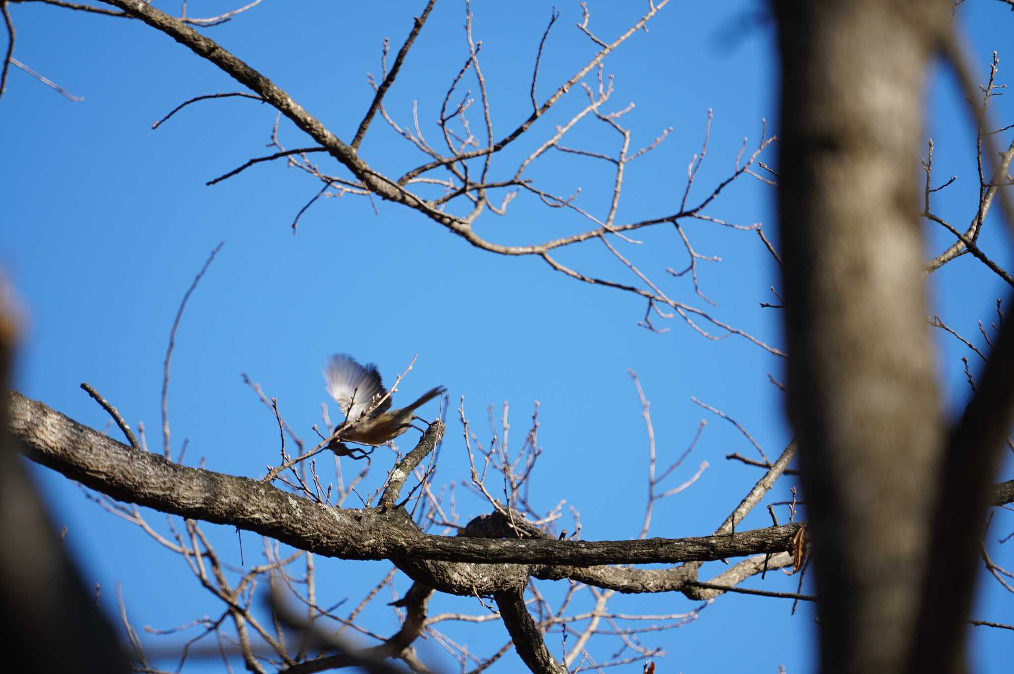 Photo of Bull-headed Shrike at Mt. Yatsugatake(neaby Pension Albion) by マル