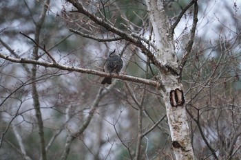 Brown-eared Bulbul Mt. Yatsugatake(neaby Pension Albion) Wed, 4/17/2019