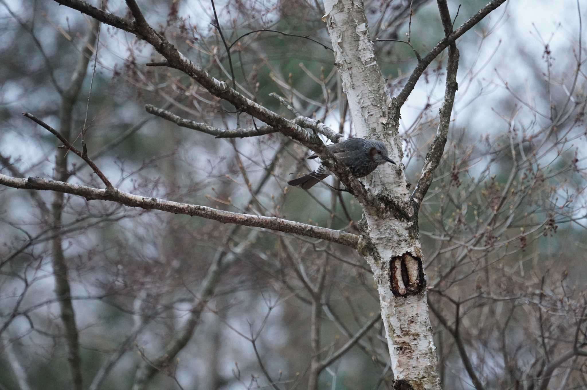 Photo of Brown-eared Bulbul at Mt. Yatsugatake(neaby Pension Albion) by マル