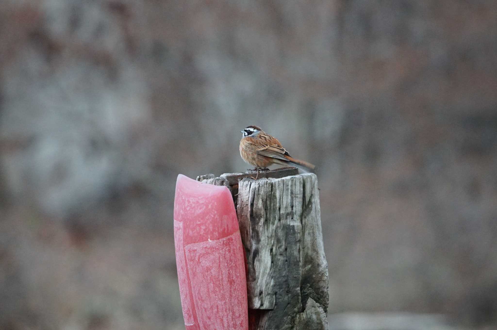 Photo of Meadow Bunting at Mt. Yatsugatake(neaby Pension Albion) by マル