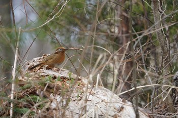 Chinese Hwamei Mt. Yatsugatake(neaby Pension Albion) Wed, 4/17/2019