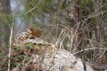 Chinese Hwamei Mt. Yatsugatake(neaby Pension Albion) Wed, 4/17/2019