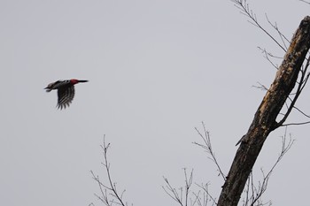Great Spotted Woodpecker Mt. Yatsugatake(neaby Pension Albion) Wed, 4/17/2019