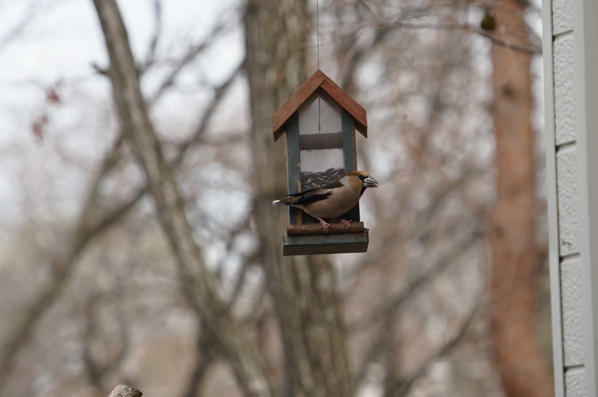 Photo of Hawfinch at Mt. Yatsugatake(neaby Pension Albion) by マル