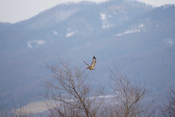 Eastern Buzzard Mt. Yatsugatake(neaby Pension Albion) Wed, 4/17/2019