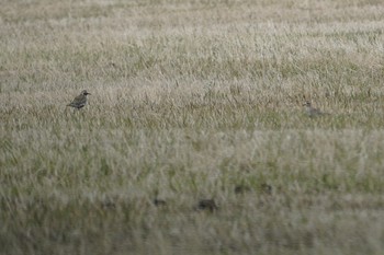Pacific Golden Plover Mt. Yatsugatake(neaby Pension Albion) Wed, 4/17/2019