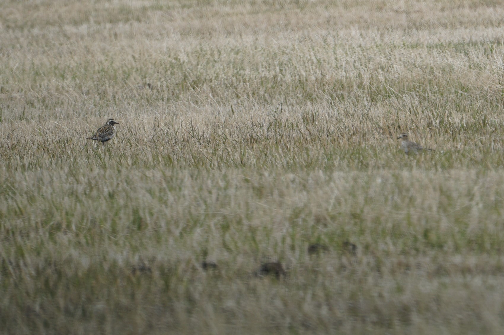 Photo of Pacific Golden Plover at Mt. Yatsugatake(neaby Pension Albion) by マル