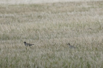 Pacific Golden Plover Mt. Yatsugatake(neaby Pension Albion) Wed, 4/17/2019