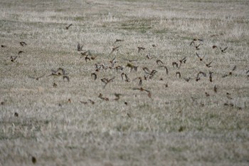 Wed, 4/17/2019 Birding report at Mt. Yatsugatake(neaby Pension Albion)