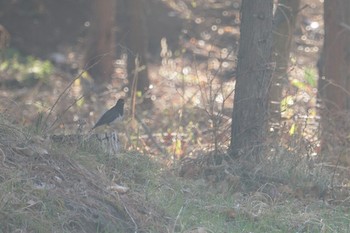 クロツグミ 八ヶ岳(ペンションあるびおん付近) 2019年4月18日(木)