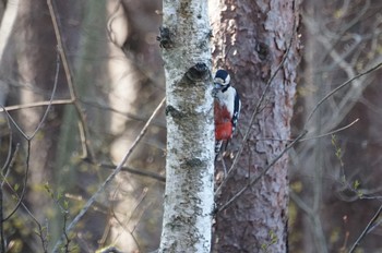 Thu, 4/18/2019 Birding report at Mt. Yatsugatake(neaby Pension Albion)