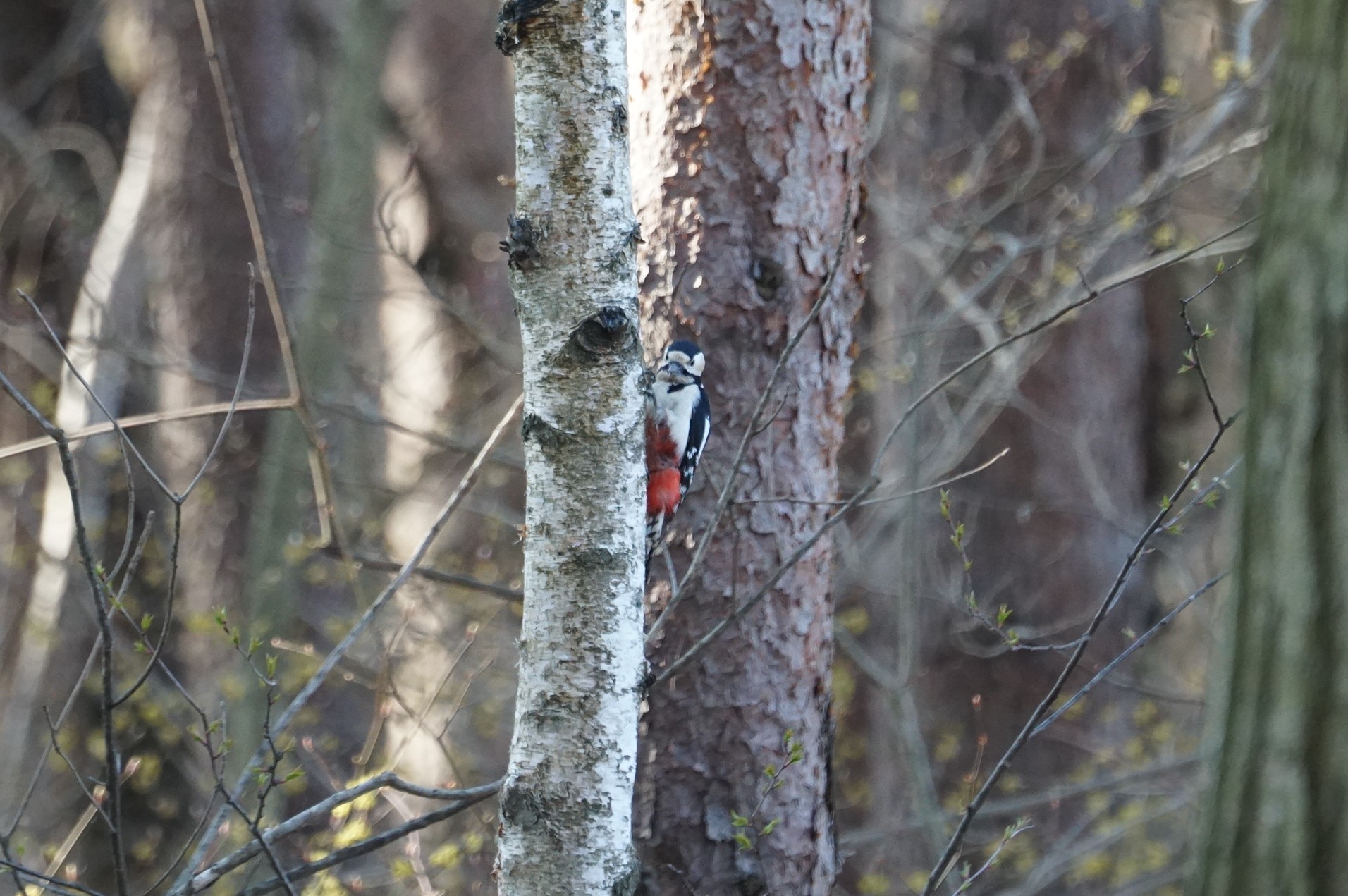 Photo of Great Spotted Woodpecker at Mt. Yatsugatake(neaby Pension Albion) by マル