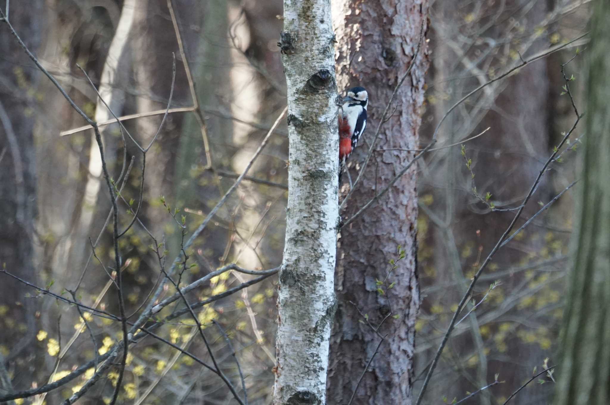 Photo of Great Spotted Woodpecker at Mt. Yatsugatake(neaby Pension Albion) by マル