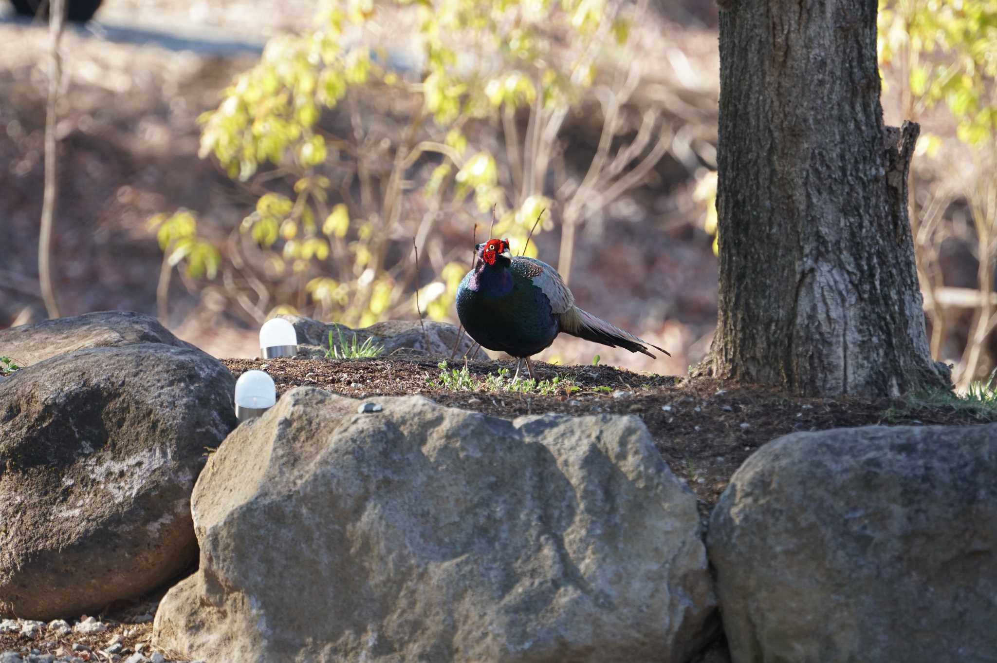 Photo of Green Pheasant at Mt. Yatsugatake(neaby Pension Albion) by マル