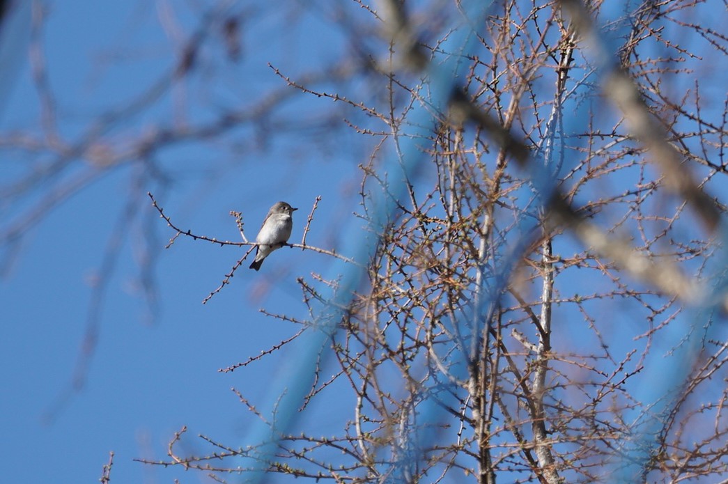 Photo of Asian Brown Flycatcher at Mt. Yatsugatake(neaby Pension Albion) by マル