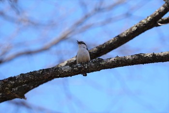 ゴジュウカラ 八ヶ岳(ペンションあるびおん付近) 2019年4月18日(木)