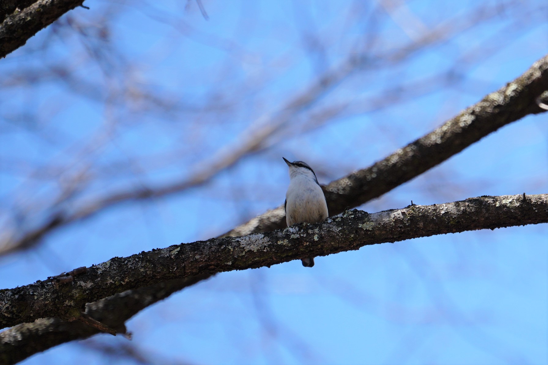 Photo of Eurasian Nuthatch at Mt. Yatsugatake(neaby Pension Albion) by マル