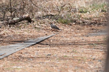 クロツグミ 八ヶ岳(ペンションあるびおん付近) 2019年4月18日(木)