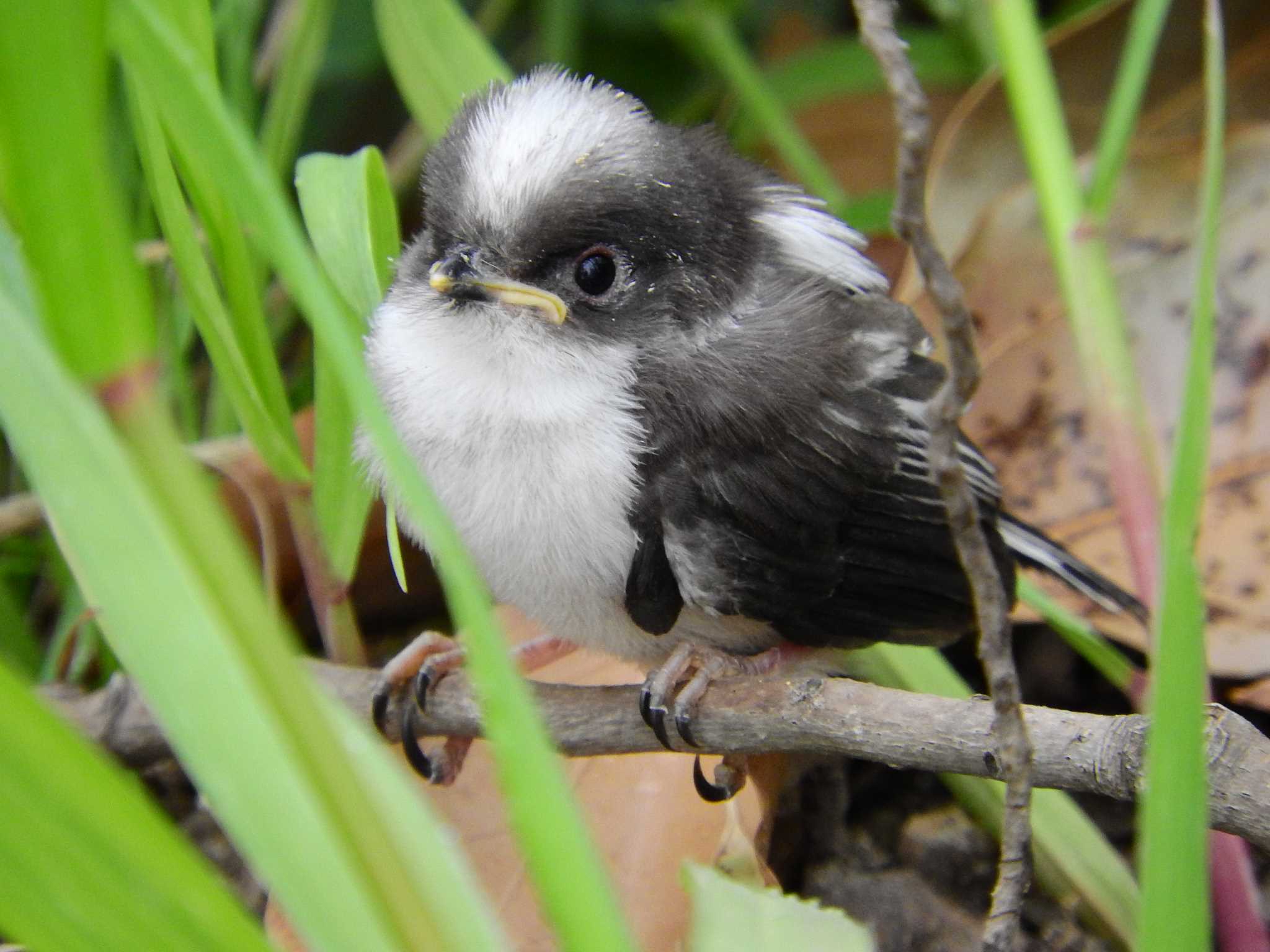 Photo of Long-tailed Tit at Osaka castle park by たろさ