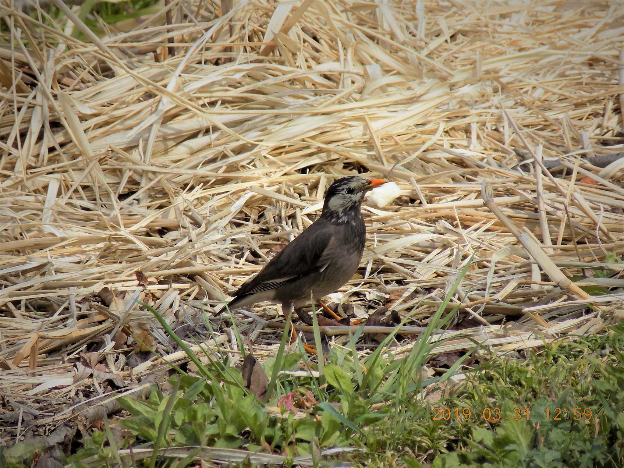 Photo of White-cheeked Starling at 埼玉県鴻巣市吹上　元荒川 by 近所で鳥見