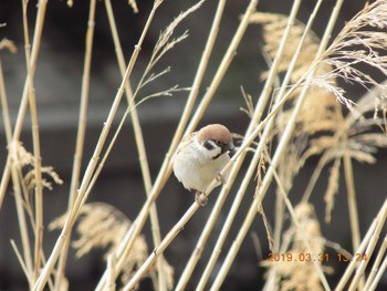 Eurasian Tree Sparrow 埼玉県鴻巣市吹上　元荒川 Sun, 3/31/2019