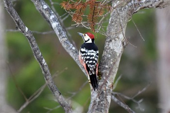 オオアカゲラ 戸隠森林植物園(戸隠森林公園) 2019年4月19日(金)