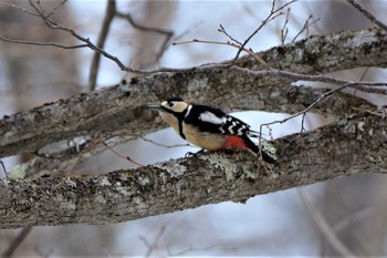 アカゲラ 戸隠森林植物園(戸隠森林公園) 2019年4月19日(金)