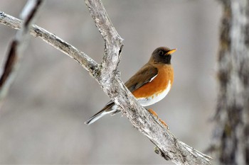 アカハラ 戸隠森林植物園(戸隠森林公園) 2019年4月19日(金)