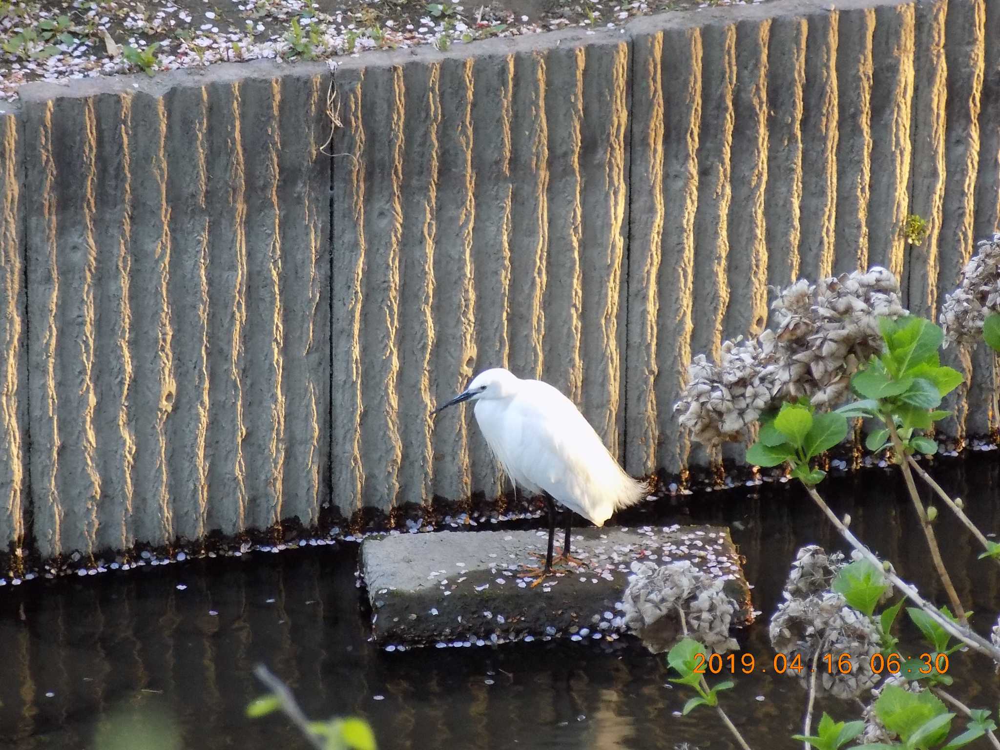 埼玉県鴻巣市吹上　元荒川 コサギの写真 by 近所で鳥見