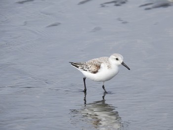 ミユビシギ ふなばし三番瀬海浜公園 2019年3月22日(金)