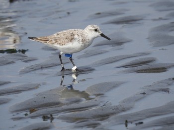 Red-necked Stint Sambanze Tideland Fri, 3/22/2019