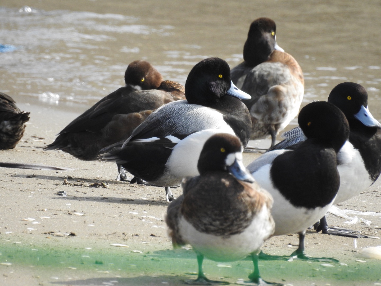 ふなばし三番瀬海浜公園 スズガモの写真 by YAMATTE