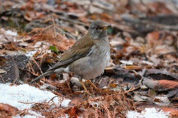 2025年3月3日(月) 秋ヶ瀬公園の野鳥観察記録 by Yokai | ZooPicker 2025年3月3日(月) 秋ヶ瀬公園の野鳥観察記録 by Yokai | ZooPicker