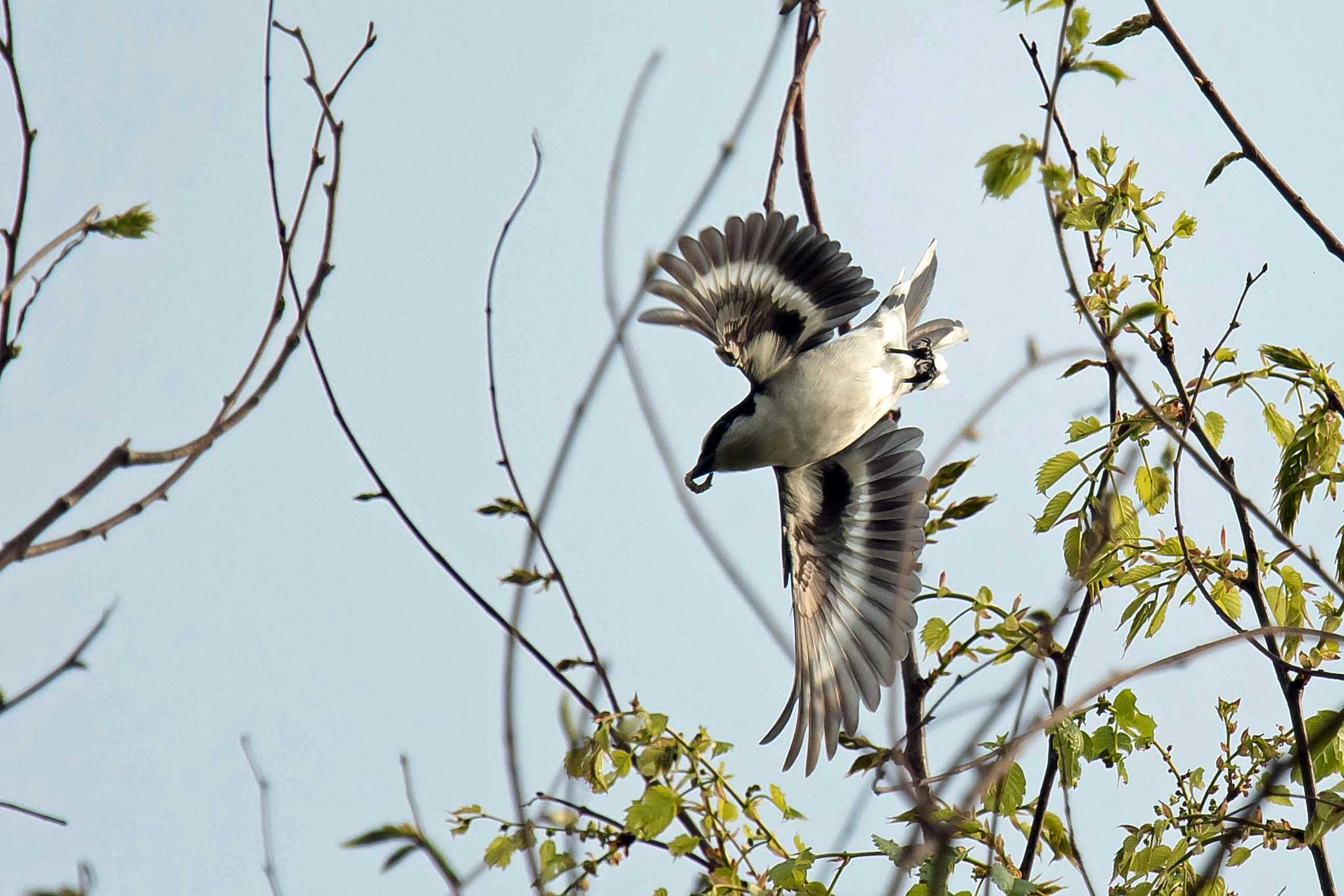 Photo of Ashy Minivet at  by Tanago Gaia (ichimonji)