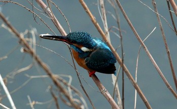 カワセミ 稲城 2019年4月20日(土)