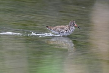 Common Redshank 与根の三角池 Sat, 4/20/2019