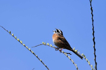 Meadow Bunting Asaba Biotope Sat, 4/20/2019