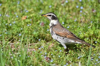 Dusky Thrush Asaba Biotope Sat, 4/20/2019