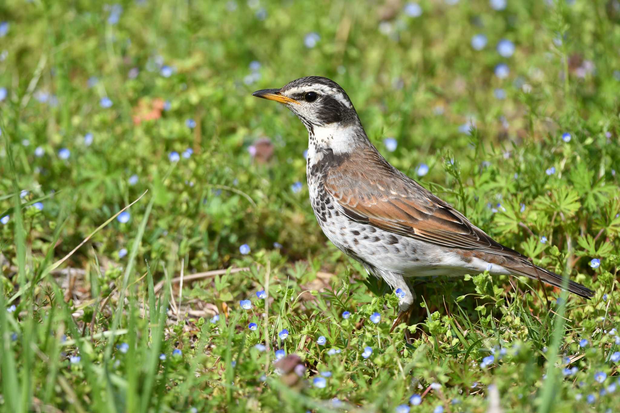 19年4月日 土 浅羽ビオトープの野鳥観察記録 By とももも Zoopicker