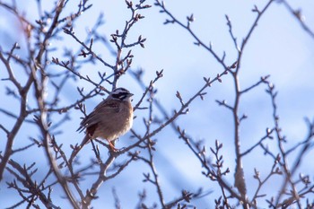 Meadow Bunting 市民鹿島台いこいの森 Sat, 4/20/2019