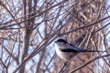 Sat, 4/20/2019 Birding report at 市民鹿島台いこいの森