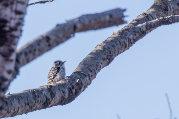 Japanese Pygmy Woodpecker 市民鹿島台いこいの森 Sat, 4/20/2019