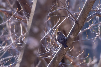 Asian Brown Flycatcher 市民鹿島台いこいの森 Sat, 4/20/2019